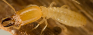pest companies in sandy